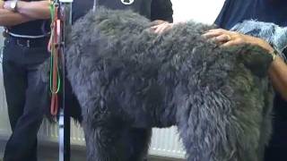 Janets Bouvier Des Flandres Grooming School [upl. by Stillmann]