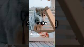 Today popular viral shorts video popularViraltodayDog stealing pizza😃 [upl. by Leunad242]