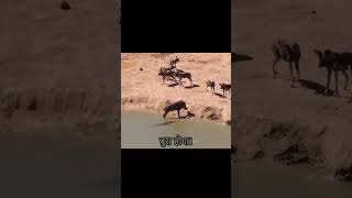 The warthog Fluffy encounters a pack of wild dogs and chases him into the water [upl. by Fechter334]