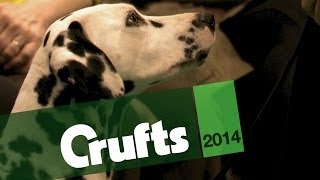 A Celebration of Utility Dogs  Crufts 2014 [upl. by Airamas12]