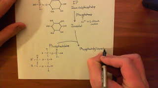 The Phosphoinositide Pathway Part 4 [upl. by Nadia]