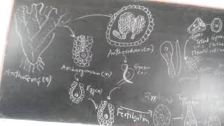 Life cycle of Anthoceros [upl. by Stiegler]