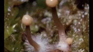 Ergot de seigle  extrait de Planete Champignons Documentaire [upl. by Kilbride]