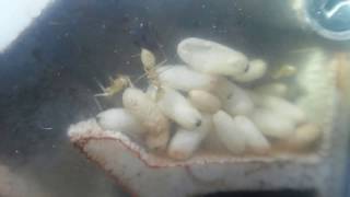 My Myrmecocystus mexicanus colony in vertical formicarium prototype 1 year 8 months [upl. by Consuelo454]