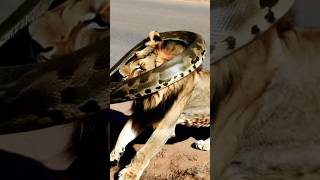 Deadly python attack on a Lion Kruger park lion vs python youtubeshorts safari wildlife [upl. by Glynias]