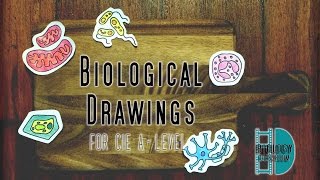 ALevel Biology  Perfect Biological Drawings in Paper 3 [upl. by Uolymme]