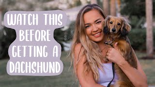 Owning a Dachshund THE PROS AND CONS [upl. by Still]