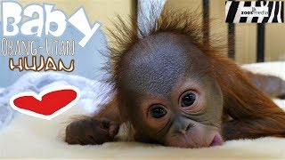 BABY OrangUtan HUJAN im ZOO KREFELD  zoosmedia [upl. by Cerelly877]