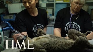 Koala Hospital Treats Animals Rescued from Australian Wildfires  TIME [upl. by Vern693]