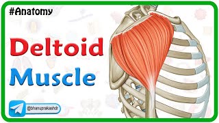 Deltoid Muscle Anatomy Origin Insertion Nerve supply and Actions [upl. by Bak]