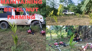 ep7Maintaining my another BETEL NUT farming [upl. by Kilmarx]