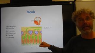 Biologie HV OB De reuk en smaak [upl. by Daht506]