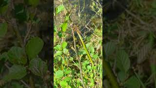 There you have it a stunning 4spotted Chaser dragonfly at our pond [upl. by Yenwat]