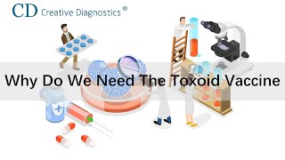 Why do we need the toxoid vaccine [upl. by Amalbergas836]