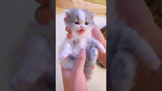 The little kitten is meowing💕😻 meow cute kitten cat [upl. by Liana]