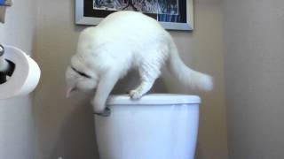 bunnicula cat flushing toiletMOV [upl. by Ferriter735]