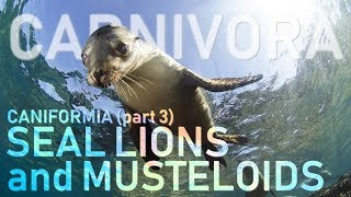 CARNIVORA III  Caniformia part3  Sea lions and Musteloids 🦡 [upl. by Ahsercul]