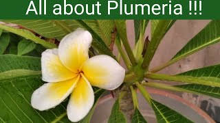 How to grow Plumeria plant from cutting  Champa or Gulancha plant grow in pot [upl. by Nyrak819]