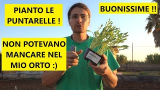 Come e quando piantare le puntarelle nellorto  Tutorial Agricoltura [upl. by Naesad]