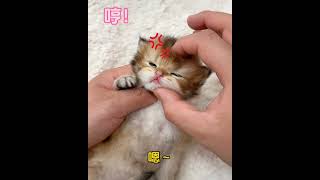 I Sat My Kitten Down For An Ice Cream Cone Today  FUNNY Cats  iemerpakna [upl. by Adnylam]