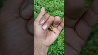 the largest shiny beetle I have ever found of its kind insects nature cutboy [upl. by Cinom]