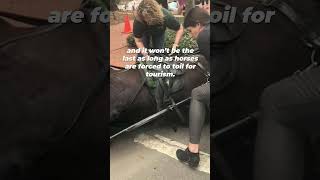 This Carriage Accident Injured People amp a Horse shorts [upl. by Lucinda]