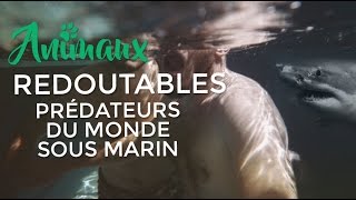 Redoutables prédateurs du monde sous marin  Documentaire français 2017 HD [upl. by Dirgni153]