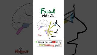 Facial Nerve  7th Cranial Nerve  CN VII  Part 2  Branches Neuroanatomy anatomy physiology [upl. by Akeimat]