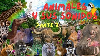 Animales sonidos y mucho más Animales para niños [upl. by Aym250]