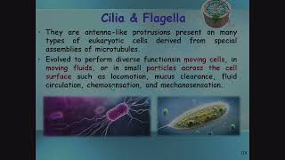 Cilia and Flagella [upl. by Clayberg949]