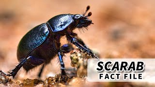 Scarab facts BEETLES of the SCARABAEIDAE family  Animal Fact Files [upl. by Annaed]