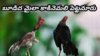 2పుంజులు తక్కువ ధరలో 93909 05719 khrfarms bhimavaram kollu mettavatam kollu [upl. by Cristionna506]