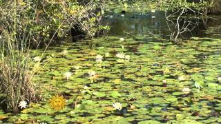 Floridas Okefenokee Swamp [upl. by Shaylynn]