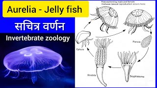 AURELIAJelly Fish  Life cycle of Aurelia  jelly fish in Hindi  Biology [upl. by Ettezel]