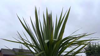 Why has my cordyline collapsed [upl. by Lias]