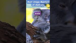 Unveiling the Most Unique Mammals of Australia [upl. by Etnuahs406]