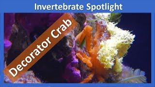 Decorator Crabs [upl. by Sedrul]