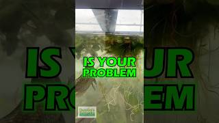 Your Algae Is Your Problem Not Some Fishes [upl. by Esinehc]