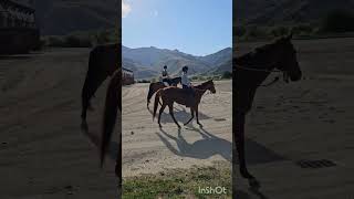 Percolate bareback in a halter on a hack [upl. by Heng998]