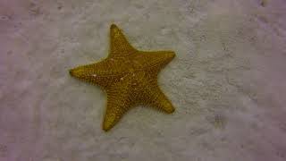 Sea Star 10032024 [upl. by Vigen]