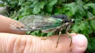 Cicada calling on my hand 3 [upl. by Banquer]