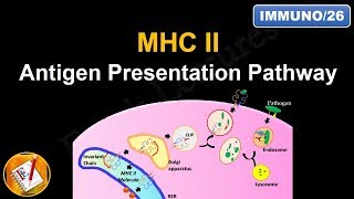 Antigen Processing and Presentation PART II MHC II Antigen Presentation Pathway FLImmuno26 [upl. by Phelips]