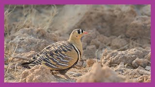 Painted Sandgrouse [upl. by Nele321]