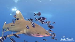 Oceanic Shark HD 1080p [upl. by Zacarias850]