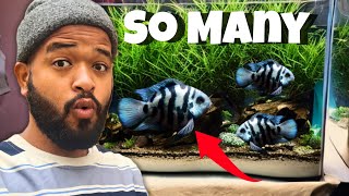 POLAR PARROT BREEDING GONE CRAZY 🤯  FISH POND UPDATE 🌿 [upl. by Eeramit]