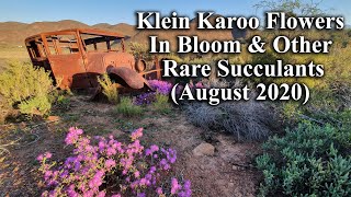 Rare Klein Karoo Flowers  The Flowering Desert Of South Africa During August 2020 Season [upl. by Kynthia121]