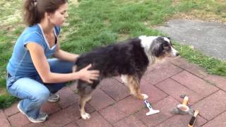 Grooming an Australian shepherd Buy an undercoat rake [upl. by Attevad]