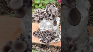 Growing Oyster Mushrooms With Toilet Paper [upl. by Aisatan668]