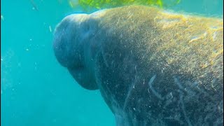 Swimming With Manatees in Crystal River Florida with Manatee Tour and Dive [upl. by Aerdnael]