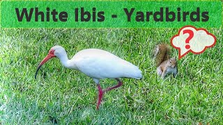 White Ibis  The New Yardbirds [upl. by Einnaf]